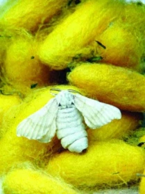 Bourec morušový – živé krmivo pro exotické ptactvo a terarijní zvířata