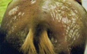 Malá encyklopedie nemocí koní: D