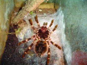 Svlékání samce sklípkana Acanthoscurria geniculata