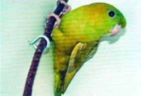 Aymara pruhovaný – mutace, jak dál?