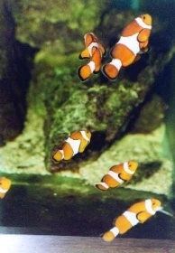 Klaun očkatý (Amphiprion ocellaris)