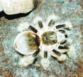Brachypelma albopilosum