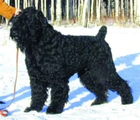 Černý ruský teriér