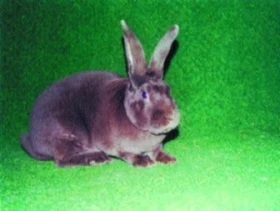 Králík, kožka, kožich