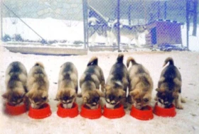 Volání divočiny - 13.díl