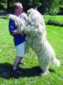 Komondor
