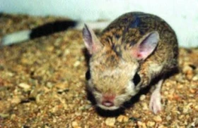 Chov Jaculus jaculus (Tarbík egyptský)