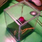 Terárium pro mladé pavouky