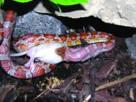 Zkušenosti s krmením hadů