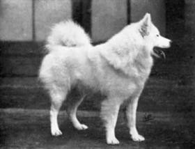 Samojed – všestranný seveřan