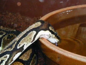 (Ne)úspěšný odchov krajty královské