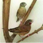 Amadina páskovaná – (Amadina fasciata)