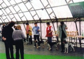 Oslava 50. výročí vzniku plemene český strakatý pes