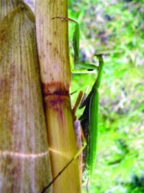Kudlanka nábožná je na Přerovsku stále hojnější