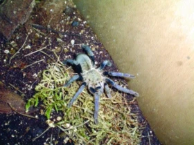 Haplopelma lividum