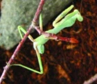 Chov kudlanky - Sphodromantis Centralis