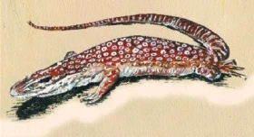 Varanus acanthurus Varanidae
