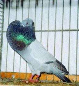 Starwický (chocholatý) stavák