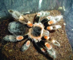 Začínáme s chovem sklípkanů