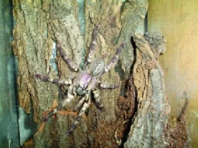 Začínáme s chovem sklípkanů