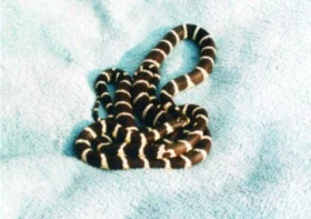 Korálovka Lampropeltis getula californiae