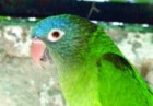 Aratinga dlouhoocasý - Aratinga acuticaudata