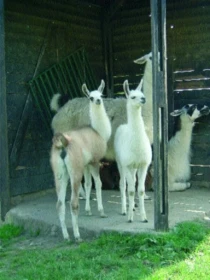 Lama (2. část)