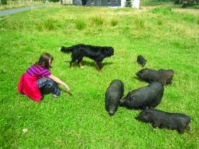 Vietnamské prase a jeho chov