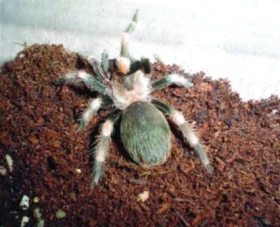 Brachypelma annitha