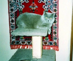 Barevné kočky