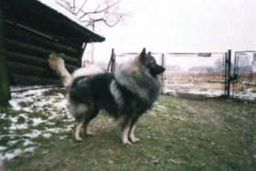 Vlčí – velký špic, pomocník a kamarád