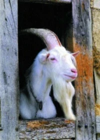 Analýza současného stavu v chovu koz v ČR