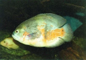 Vrubozubec paví (Astronotus ocellatus)
