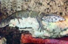 Varanus dumerilii