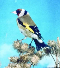 Není major jako major