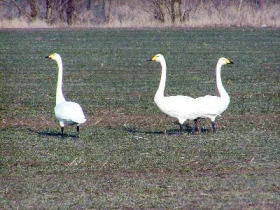 Labuť zpěvná (Cygnus cygnus)