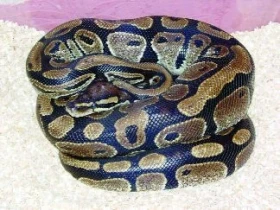 Hadi (Serpentes) – databáze literárních odkazů: 2.díl