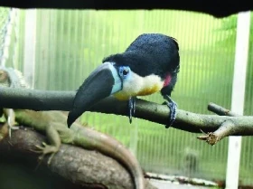 Tukan bělolící (Ramphastos vitelinus)