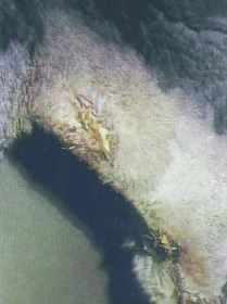 Malá encyklopedie nemocí koní: T,U