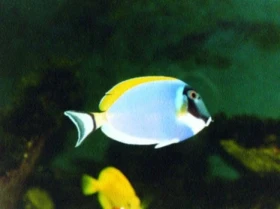 Bodlok běloprsý (Acanthurus leucosternon)
