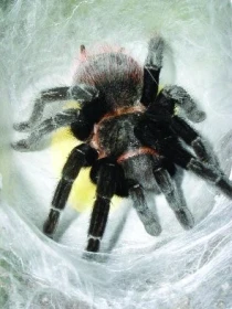 Brachypelma vagans