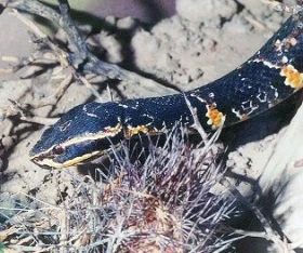 Potíže s krmením - Agkistrodon b. bilineatus (Guenther, 1863)