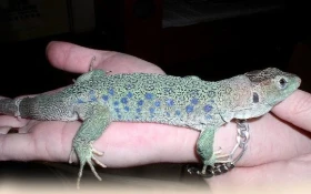 Ještěrka perlová – Timon lepidus (Daudin, 1802)