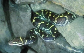 Hadi (Serpentes) – databáze literárních odkazů: 4.díl 