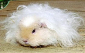 Od malých hlodavců po tažné koně