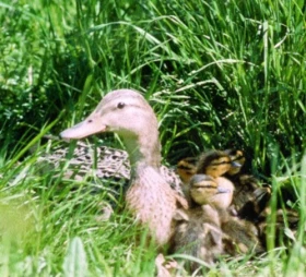 Kachna divoká (kachna březňačka)