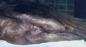 Malá encyklopedie nemocí koní: Z (pokračování)