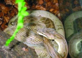 Hadi (Serpentes) – databáze literárních odkazů: 8.díl