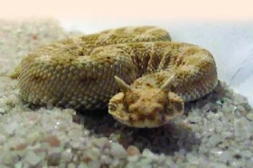 Rozkrmování a růst zmije rohaté