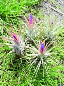 Živé rostliny v teráriích – ano či ne?